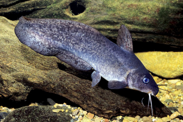 Tandanus catfish